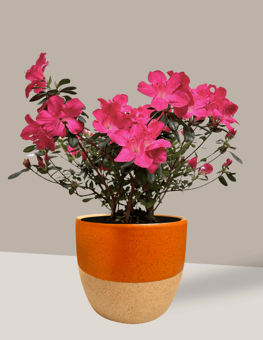 Azaleia
