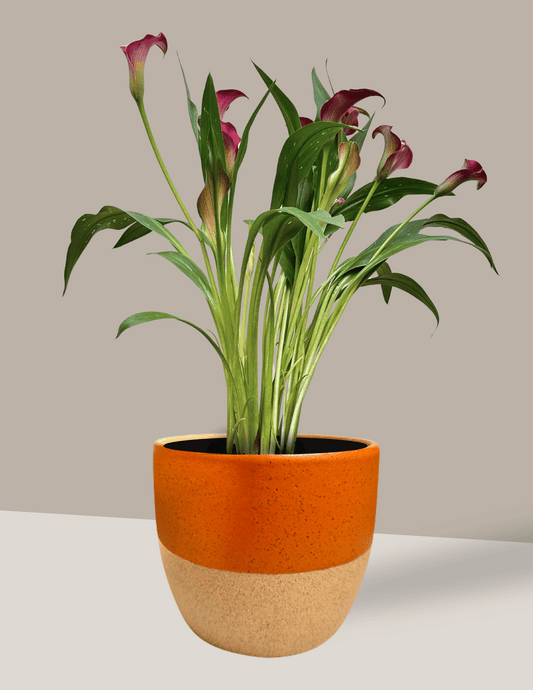 Calla
