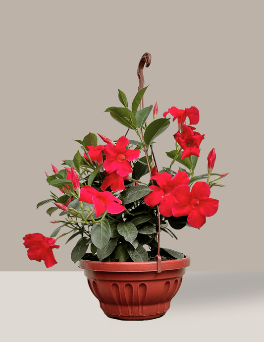 Dipladenia
