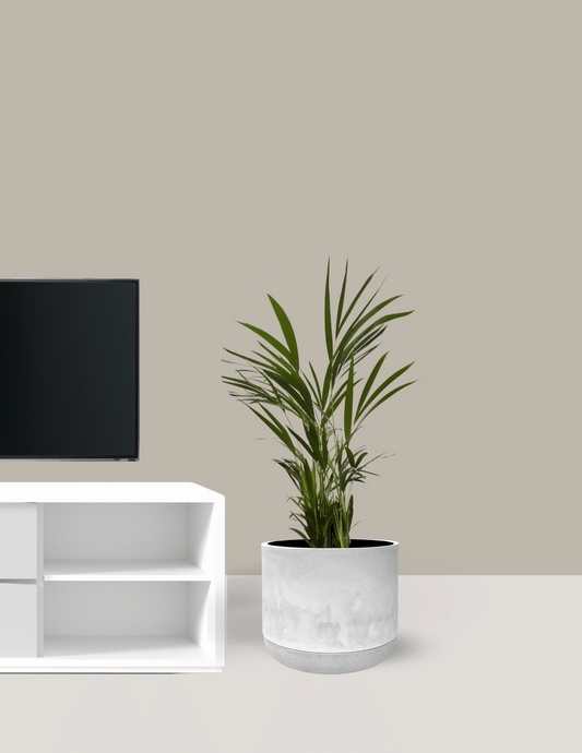 Palmeira Areca Bambu Grande