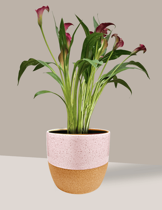 Calla - Copo de Leite