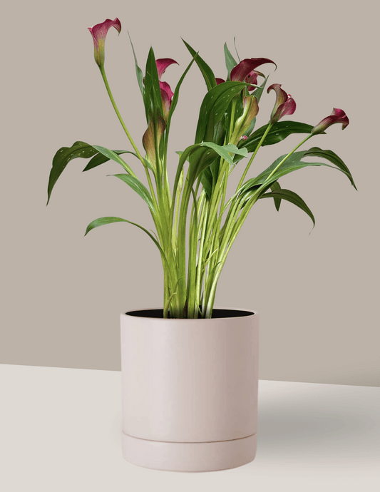 Calla