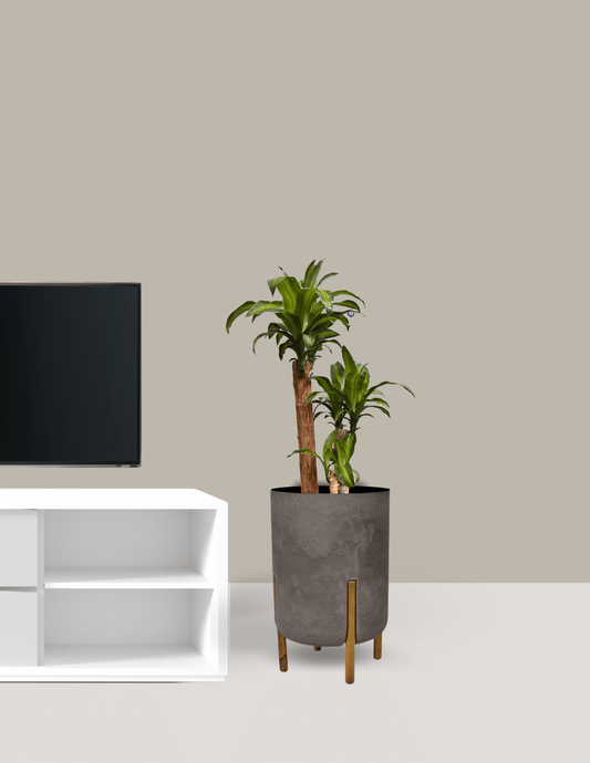 Dracena Pau d'água Grande - Fragrans