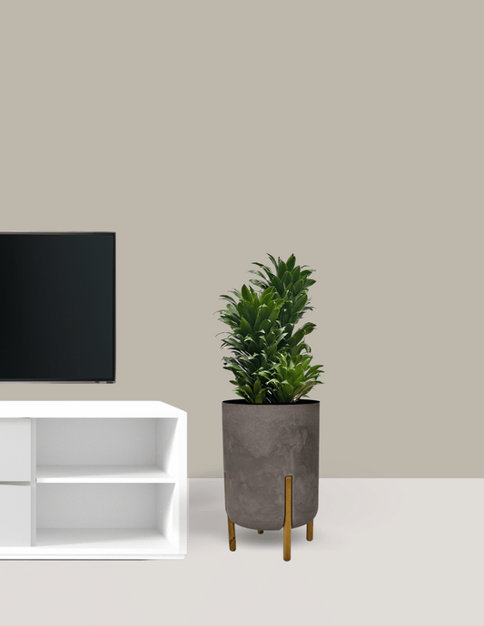 Dracena Compacta Grande - Dracaena Deremensis