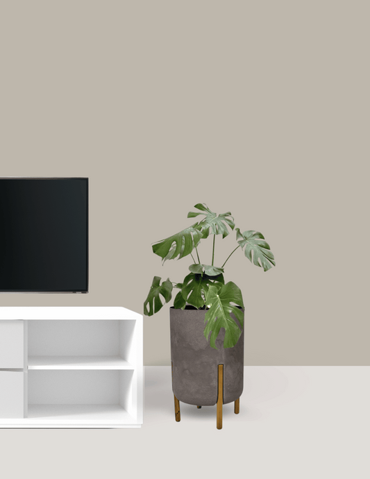 Costela de Adão Grande - Monstera Deliciosa