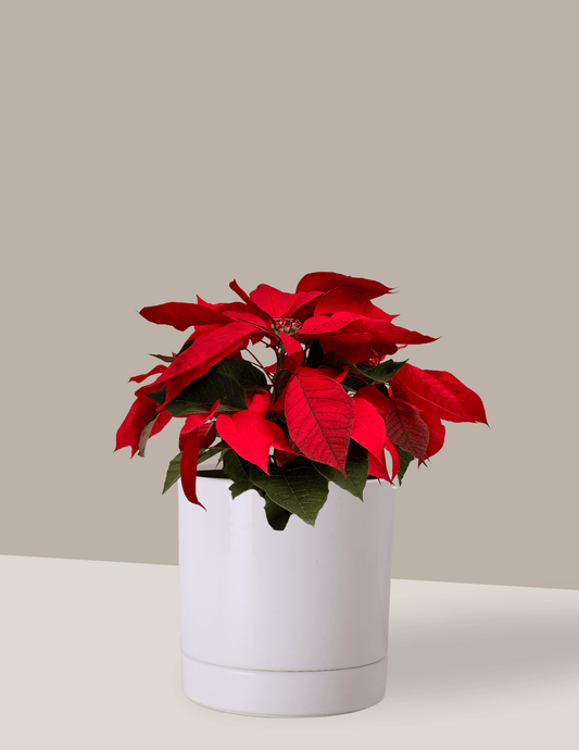 Bico de Papagaio - Planta do Natal