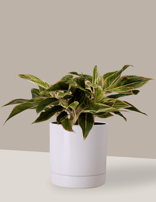 Aglaonema Pink Aurora