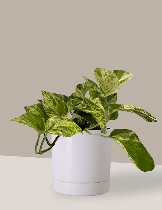 Jiboia Branca - Variegata