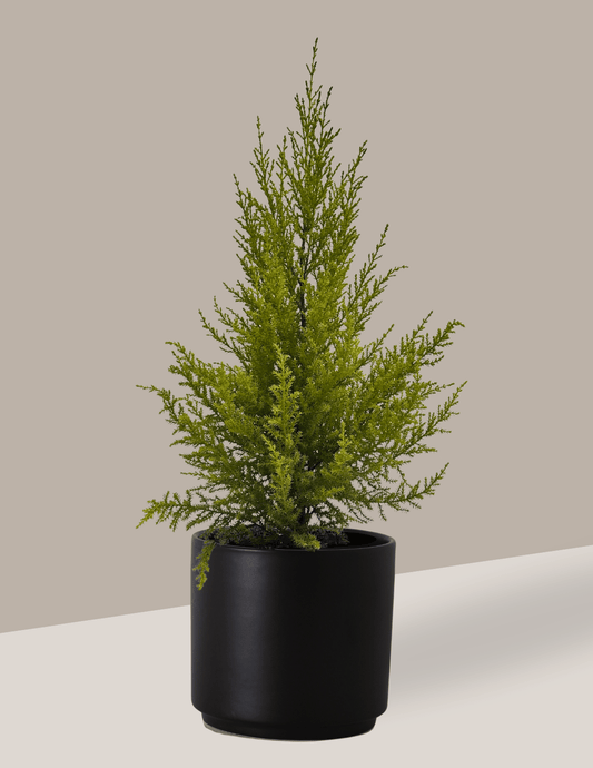 Tuia Holandesa - Pinheiro de Natal