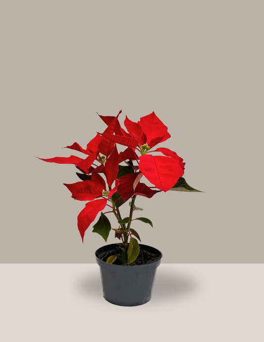 Bico de Papagaio - Planta do Natal