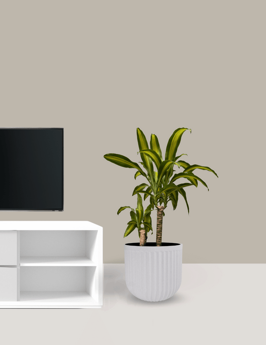 Dracena Pau d'água Grande