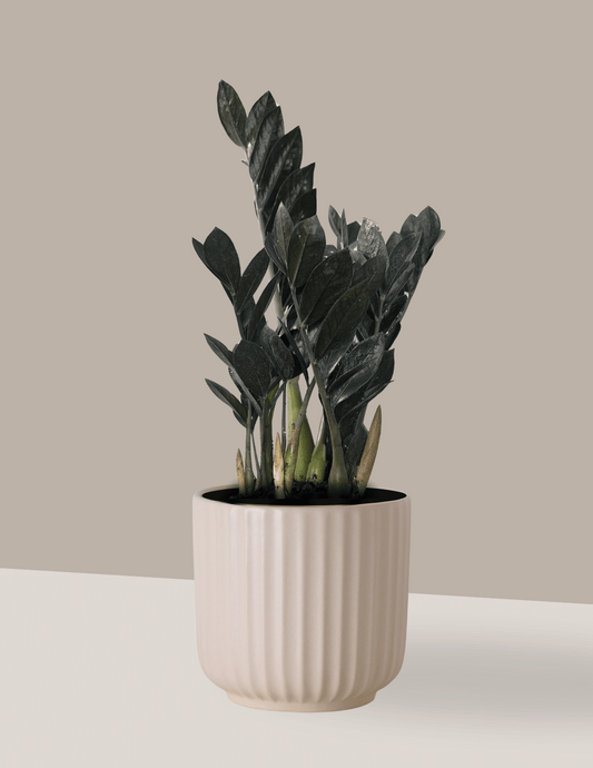 Zamioculca Black