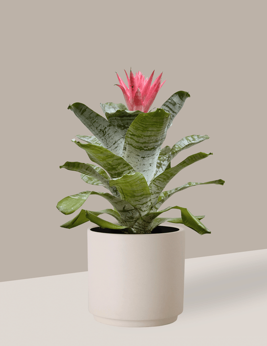 Bromélia Aechmea