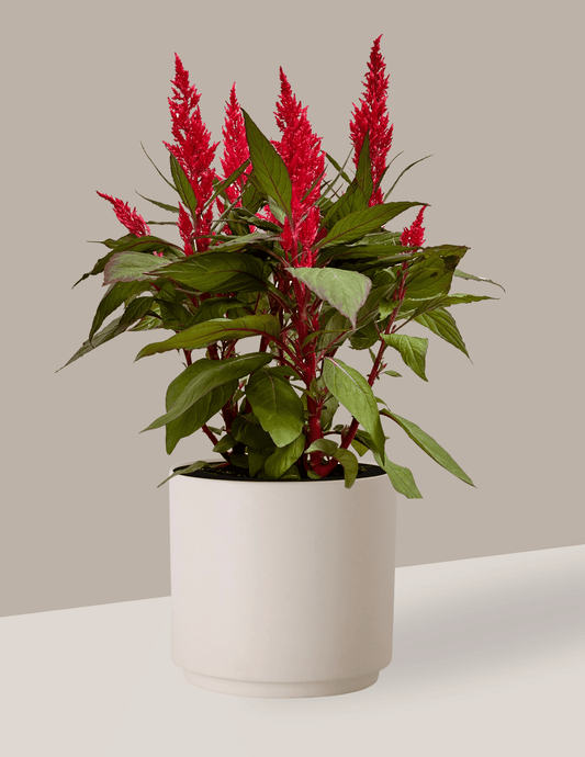 Celosia Plumosa