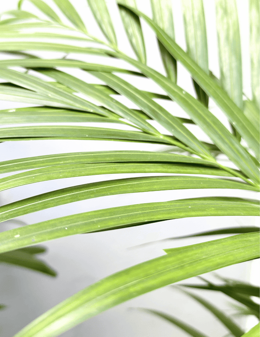 Palmeira Areca Bambu Adulta