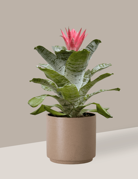 Bromélia Aechmea