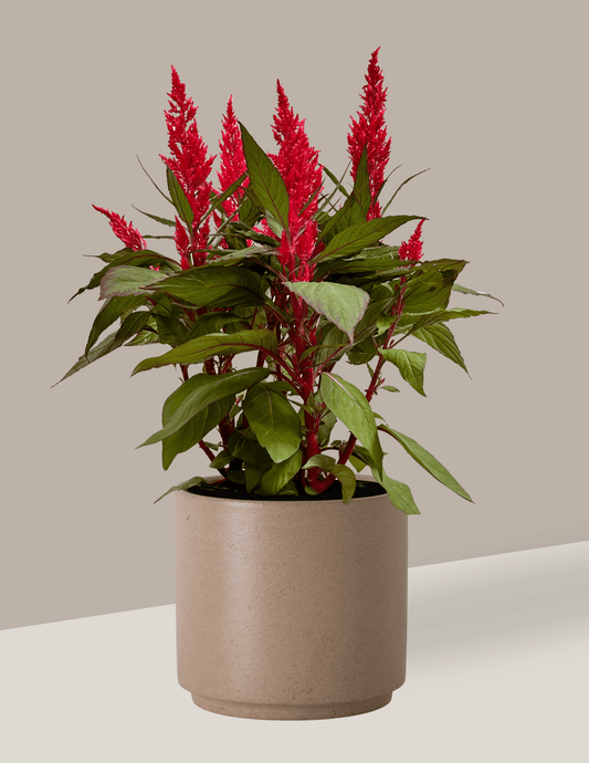 Celosia Plumosa