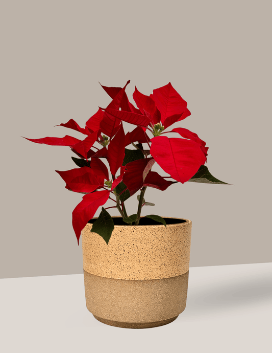 Bico de Papagaio - Planta do Natal