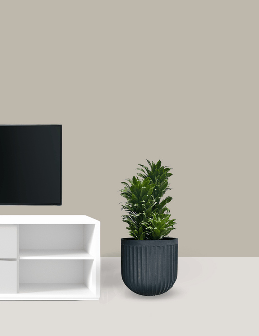 Dracena Compacta Grande