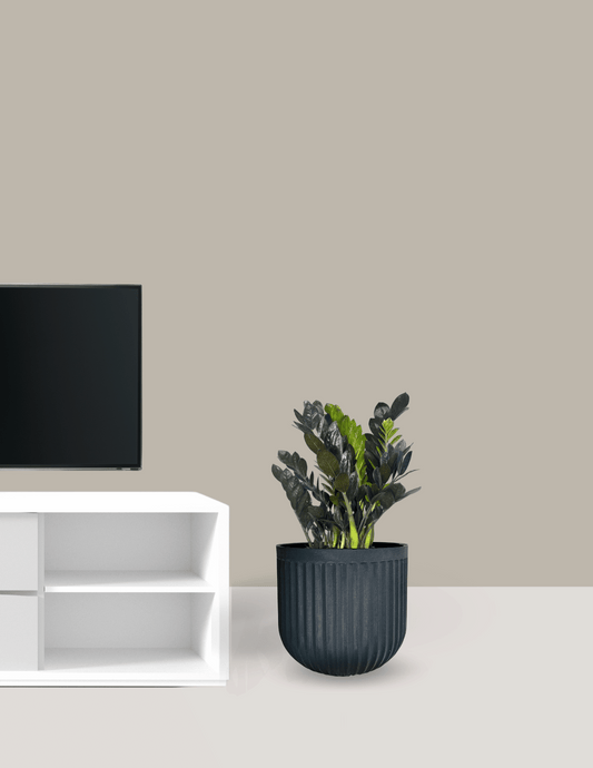 Zamioculca Black Grande