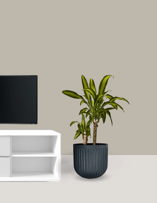 Dracena Pau d'água Grande