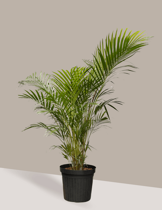 Palmeira Areca Bambu Adulta