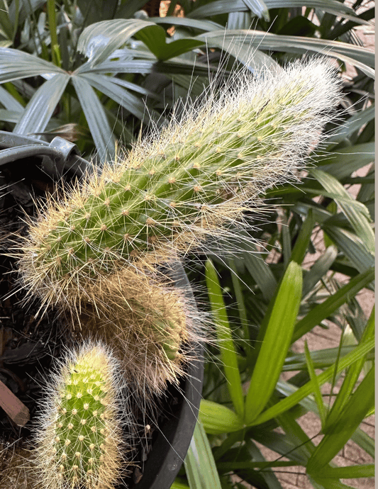 Cacto Rabo-de-Macaco