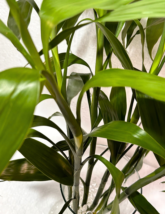 Bambu-da-sorte em Vaso de Vidro (hastes 60cm)
