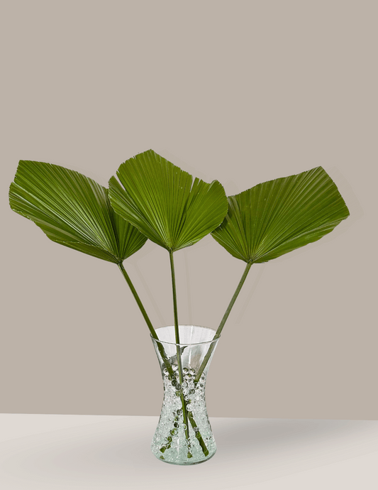 Palmeira Leque em Vaso de Vidro