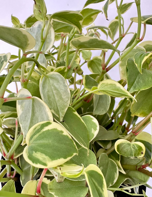 Peperomia Scandens