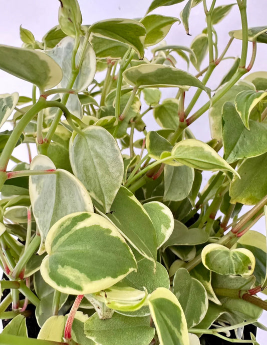Conjunto Peperomia Scandens e Palmeira Camedórea