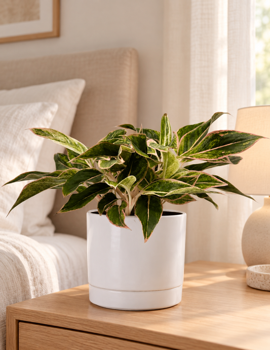 Aglaonema Pink Aurora
