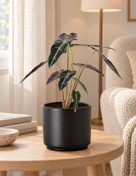 Alocasia Piccolini - Polly
