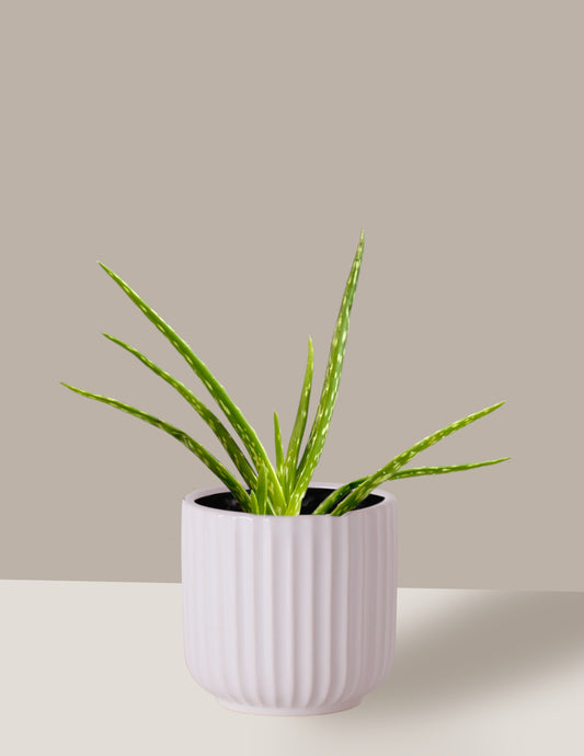 Aloe Babosa - Aloe Vera