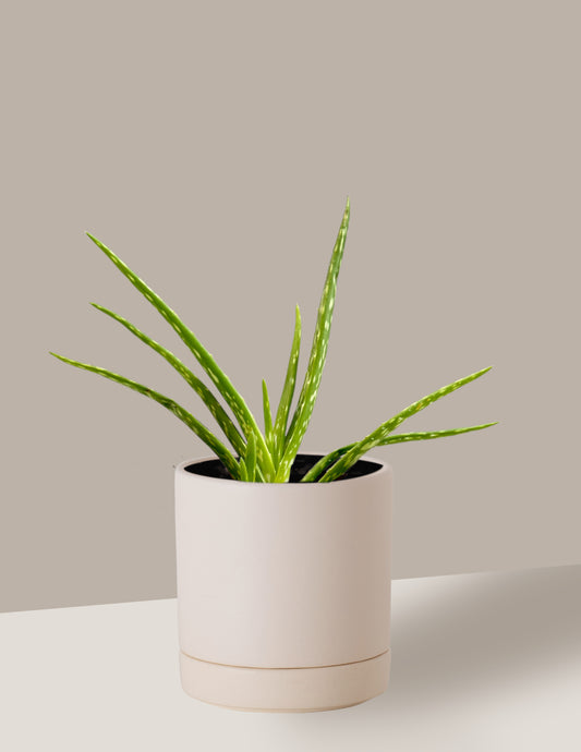 Aloe Babosa
