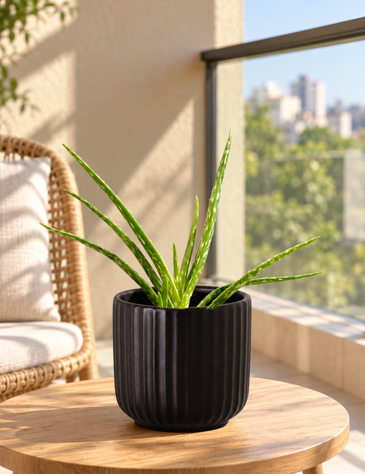 Aloe Babosa - Aloe Vera