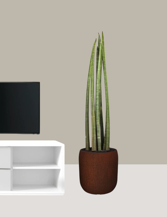 Sansevieria Cylindrica Grande