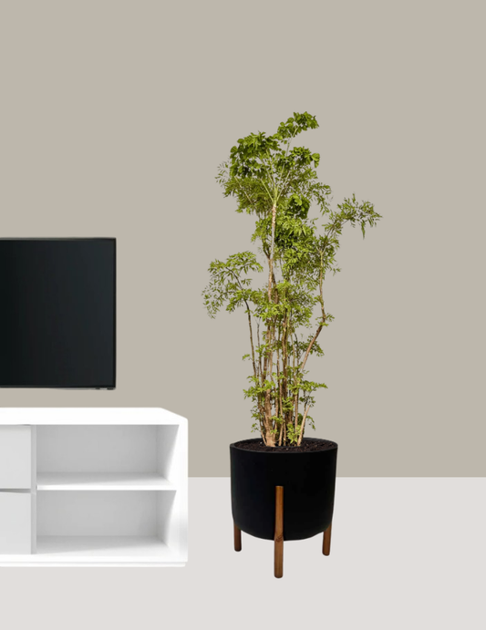 Árvore da Felicidade - Macho e Fêmea