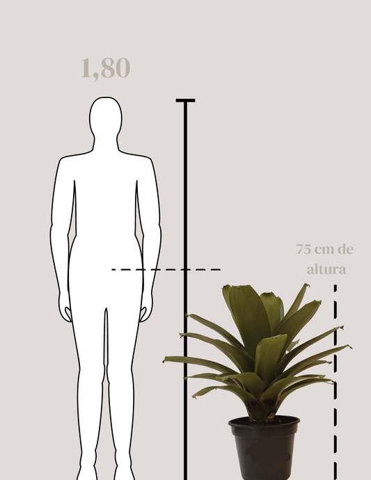 Bromélia Imperial Grande