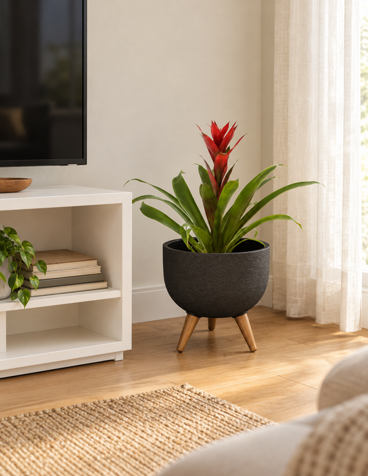 Bromélia Guzmania Grande