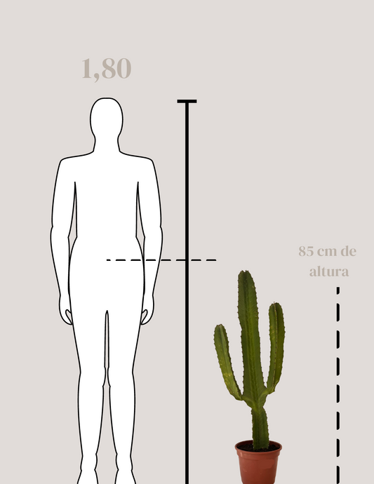 Cactus Mandacaru Grande