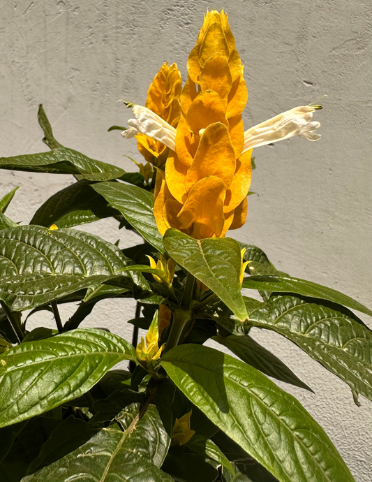 Camarão Amarelo