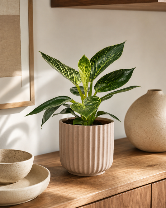 Filodendro Birkin - Philodendron Birkin