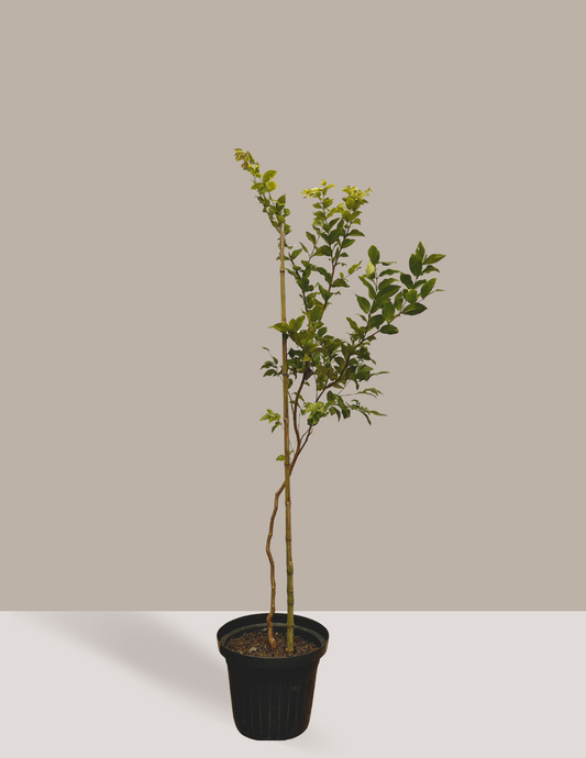 Jabuticabeira