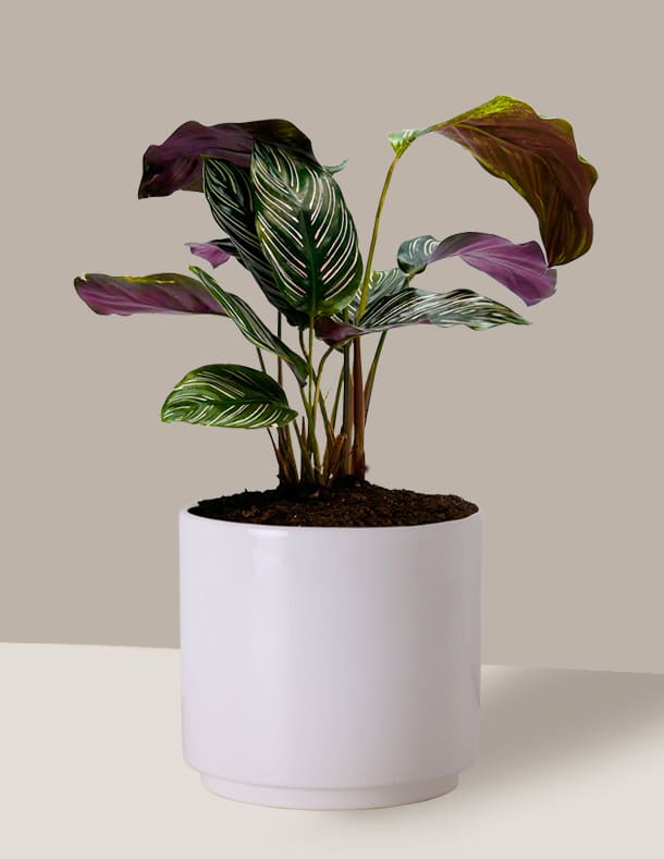 Marantha Riscada Maranta Riscada Com Vaso. Compre a Planta Maranta Riscada – Nordic Green