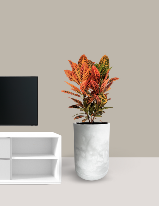 Croton Grande no Vaso Ran