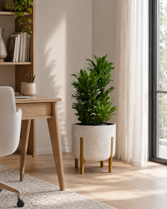 Dracena Compacta Grande - Dracaena Deremensis
