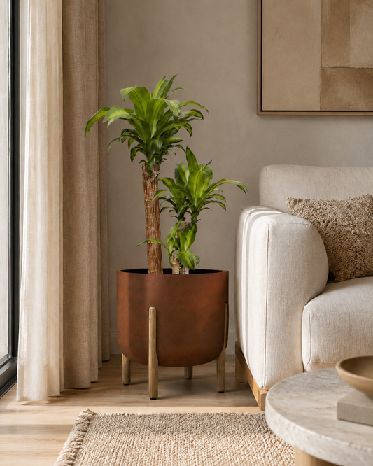 Dracena Pau d'água Grande - Fragrans