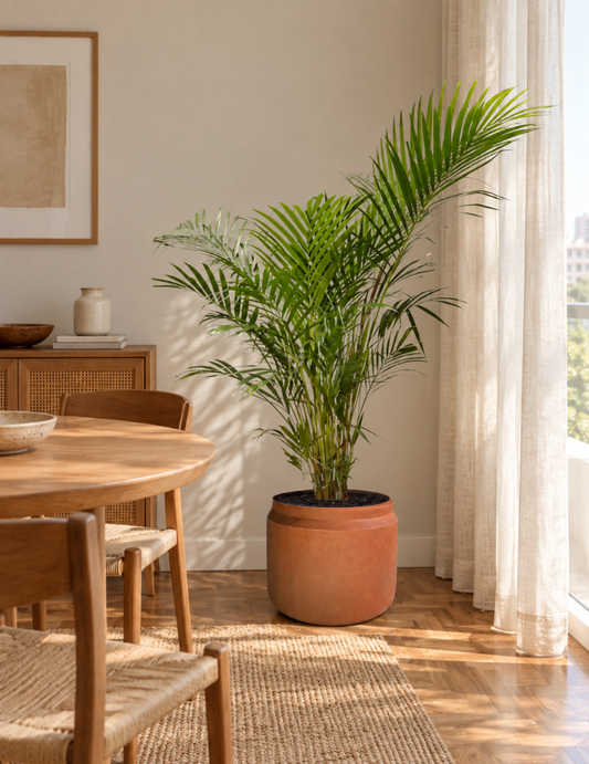 Palmeira Areca Bambu Adulta