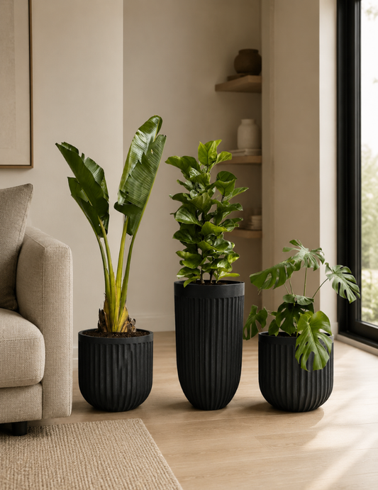 Kit Ravenala, Fícus Lyrata e Costela-de-Adão com Vasos